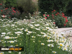 مرکز آموزش عالی خدیجه کبری (س) دزفول