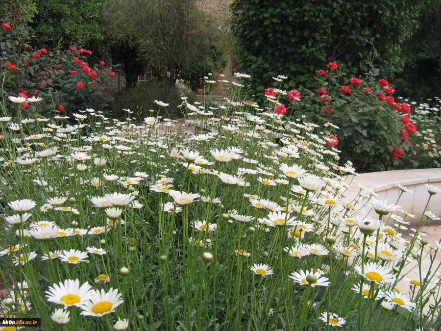 مرکز آموزش عالی خدیجه کبری (س) دزفول