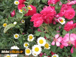 مرکز آموزش عالی خدیجه کبری (س) دزفول