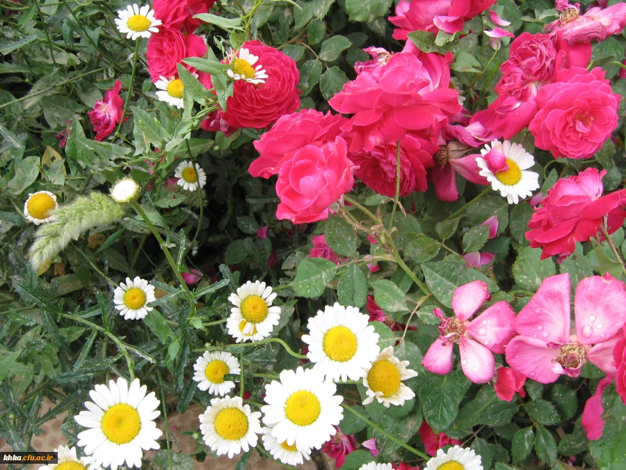 مرکز آموزش عالی خدیجه کبری (س) دزفول