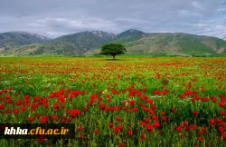 دشت های بهاری زیبا