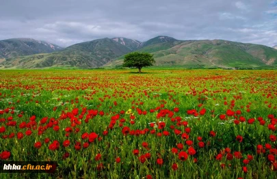 دشت های بهاری زیبا