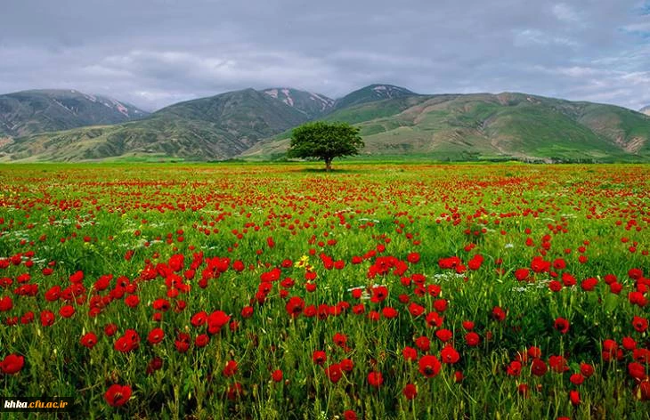 دشت های بهاری زیبا